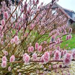 Vŕba štíhlopestíková (Salix gracilistyla) ´MOUNT ASO´® výška: 20-30 cm, kont. C3L - KRÍK